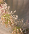 Heliotrope White Bloom Hairband
